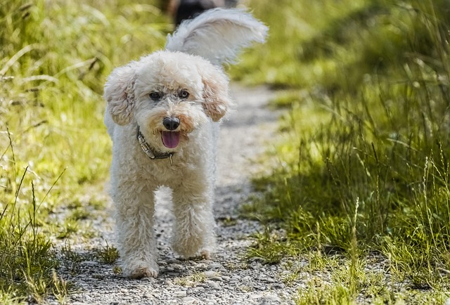 Installing Dog-Friendly Yard Fencing for Security-Usa Home Guide