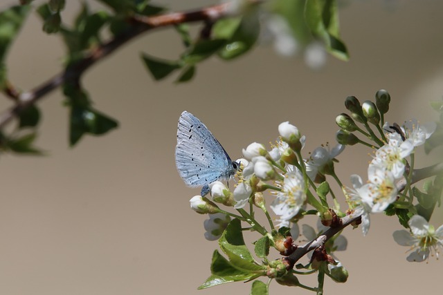 How to Plan and Plant a Pollinator-Friendly Garden