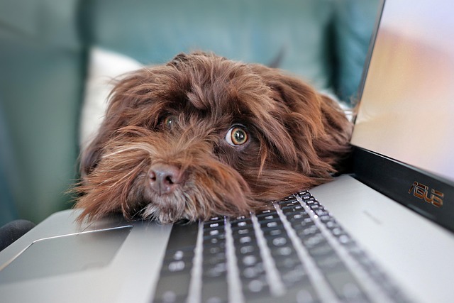 Installing Dog-Friendly Yard Fencing for Security-Usa Home Guide