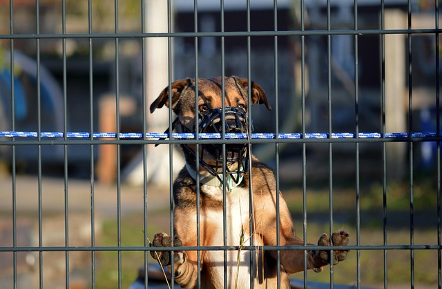 Installing Dog-Friendly Yard Fencing for Security