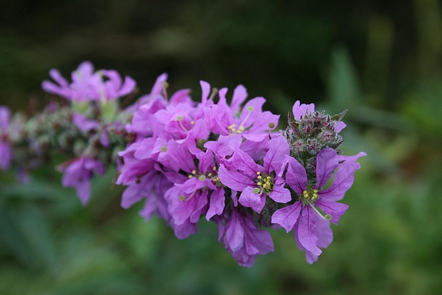 Aphid-resistant ornamental plants
