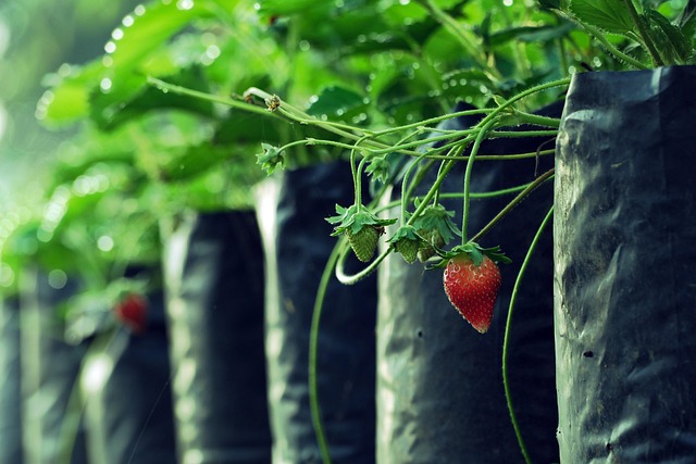 Indoor Gardening Technology: Smart Solutions for Fresh Produce in Manhattan Apartments-Usa Home Guide