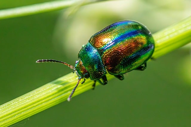 Biological Pest Management