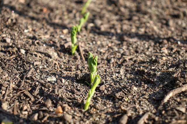 How to Choose the Best Soil Amendments for Raised Beds How to Choose the Best Soil Amendments for Raised Beds-Usa Home Guide