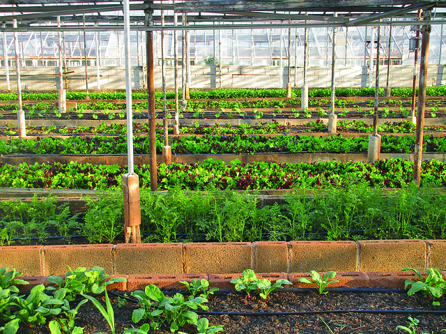 Indoor Gardening Technology: Smart Solutions for Fresh Produce in Manhattan Apartments-Usa Home Guide