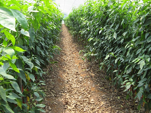 Soil Microbial Fertility: Enhancing Agricultural Productivity